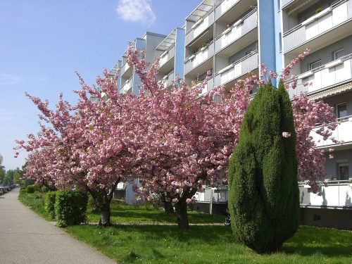 Senftenberger Straße. Foto: Feigenspan