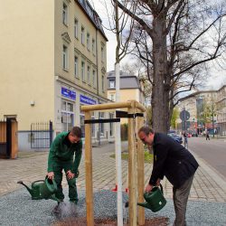 Detlef Thiel, Leiter des Amtes für Stadtgrün und Abfallwirtschaft (rechts), und Marcel Maroldt, Meister im Garten- und Landschaftsbetrieb der Landeshauptstadt Dresden, beim Bewässern der neu eingepflanzten Winterlinde an der Reisewitzer Straße. Foto: Steffen Dietrich