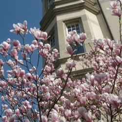 Die Magnolie vor dem Rathaus in Leuben. Foto: Ziegner
