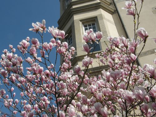 Die Magnolie vor dem Rathaus in Leuben. Foto: Ziegner