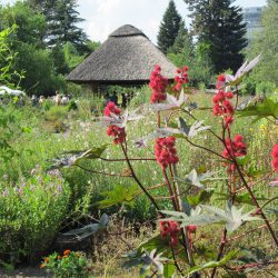 Entdeckungsreise Im Botanischen Garten: Welche Pflanzen spielen bei Shakespeare eine Rolle? Foto: Pohl