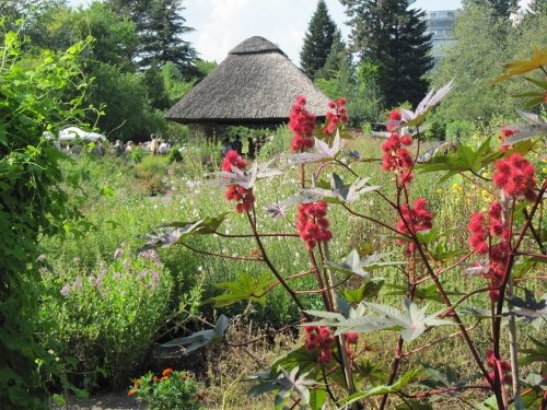 Entdeckungsreise Im Botanischen Garten: Welche Pflanzen spielen bei Shakespeare eine Rolle? Foto: Pohl