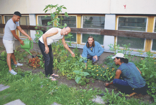 Projektleiter Julian Klingenberg (2. von rechts) gibt seine Liebe zum Gärtnern in einem Flüchtlingsprojekt in der Unterkunft Boxberger Straße weiter. Beim gemeinsamen Säen und Ernten können die Neuankömmlinge auch ihre Erfahrungen aus der Heimat miteinbringen. Vielleicht hilft es auch beim Wurzelnschlagen in Dresden. Foto: Trache