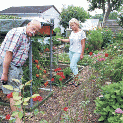 Fachberater Hartmut Scharf bestaunt im Garten von Rosemarie Ostwald deren Tomatenpflanzen. Seit 14 Jahren genießt sie mit ihrem Mann, einer der 14 Obmänner, den Garten auch in der Urlaubszeit. Foto: Trache