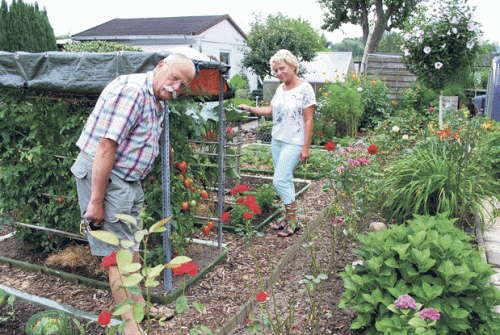Fachberater Hartmut Scharf bestaunt im Garten von Rosemarie Ostwald deren Tomatenpflanzen. Seit 14 Jahren genießt sie mit ihrem Mann, einer der 14 Obmänner, den Garten auch in der Urlaubszeit. Foto: Trache