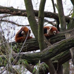 Zwei Jungtiere der Roten Pandas ließen sich von den anrückenden Fotografen nicht stören und machten es sich erstmal bequem. Kleines Bild: Der zoologische Leiter Dr. Wolfgang Ludwig und Tierpflegerin Christina beim Fototermin für die Roten Pandas. Foto: Steffen Dietrich