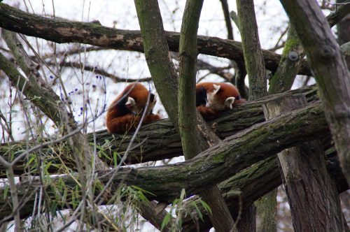 Zwei Jungtiere der Roten Pandas ließen sich von den anrückenden Fotografen nicht stören und machten es sich erstmal bequem. Kleines Bild: Der zoologische Leiter Dr. Wolfgang Ludwig und Tierpflegerin Christina beim Fototermin für die Roten Pandas. Foto: Steffen Dietrich