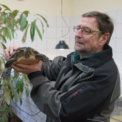 Tierheimleiter Hanns-Hendrik Kluge zeigt eine der im Tierheim untergebrachten Schildkröten. Foto: Steffen Dietrich