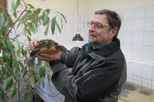 Tierheimleiter Hanns-Hendrik Kluge zeigt eine der im Tierheim untergebrachten Schildkröten. Foto: Steffen Dietrich