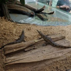 Ein 20-Cent-Stück diente beim Fototermin als Größenvergleich für die am 10. April 2017 im Dresdner Zoo angekommenen Krokodile. Foto: Zoo Dresden