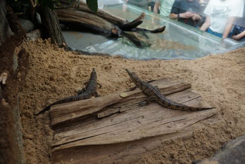 Ein 20-Cent-Stück diente beim Fototermin als Größenvergleich für die am 10. April 2017 im Dresdner Zoo angekommenen Krokodile. Foto: Zoo Dresden