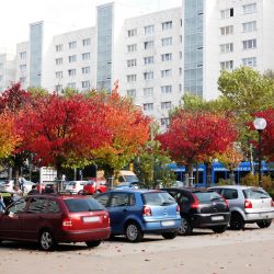 Prohlis wird bunt – im wahrsten Sinne des Wortes. Maler Herbst hat in den großen Farbtopf der Natur gegriffen und sorgt für ein abwechslungsreiches Stadtbild. Erfreuen Sie sich daran, bevor die Blätter fallen und graue Nebel wallen. Foto: Ziegner