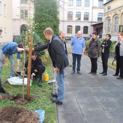 Zum 11. Tag der Wissenschaften wurde aus Anlass des Lutherjahrs ein Apfelbaum gepflanzt. Foto: Trache
