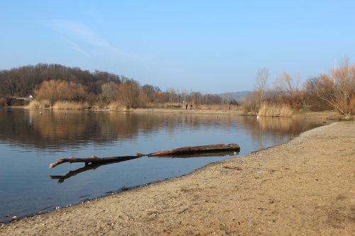 Der Kiessee in Leuben hat auch im Winter seine Reize. Er lockt Spaziergänger, Radfahrer, Hundebesitzer. Beim Rundgang lassen sich Enten, Schwäne und Vögel beobachten. Wird das Naturidyll zum Badeparadies, wie es die »Zukunft Stadtgrün« verheißt? Künftig soll auch vom heute dicht bewachsenen Trümmerberg (links im Bild) ein wunderbarer Rundblick von einer Aussichtsplattform möglich sein. Foto: Pohl