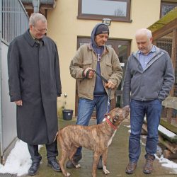 Dresdens Ordnungsbürgermeister Detlef Sittel, Stefan Nürk, ehrenamtlicher Helfer, und Lutz Meißner, Abteilungsleiter Tierschutz und Tierseuchenbekämpfung im Veterinär- und Lebensmittelüberwachungsamt, mit dem sechs Jahre alten Alano-Mix »Siggi«. Foto: Steffen Dietrich