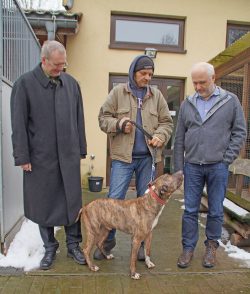 Dresdens Ordnungsbürgermeister Detlef Sittel, Stefan Nürk, ehrenamtlicher Helfer, und Lutz Meißner, Abteilungsleiter Tierschutz und Tierseuchenbekämpfung im Veterinär- und Lebensmittelüberwachungsamt, mit dem sechs Jahre alten Alano-Mix »Siggi«. Foto: Steffen Dietrich