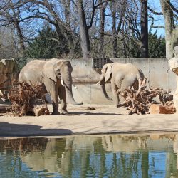 Elefanten auf der Freianlage. Foto: Pohl