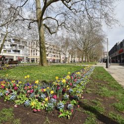 Als Blühende Einkaufsmeile präsentiert sich die Hauptstraße in diesen Tagen. Foto: Möller