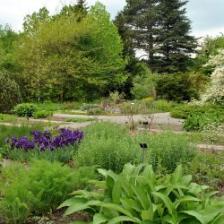 Blick in den Arzneipflanzengarten im Botanischen Garten der TU Dresden. Foto: A. Göhre