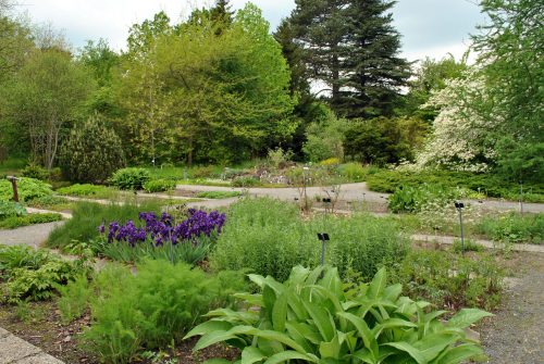 Blick in den Arzneipflanzengarten im Botanischen Garten der TU Dresden. Foto: A. Göhre