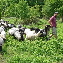 Ob Brombeeren oder Gras – die Schafe von Frank Ringling lassen es sich schmecken. Sie weiden auf dem Trutzsch und sorgen so für eine natürliche Pflege der Landschaft. Foto: Trache
