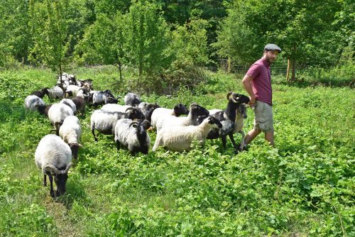 Ob Brombeeren oder Gras – die Schafe von Frank Ringling lassen es sich schmecken. Sie weiden auf dem Trutzsch und sorgen so für eine natürliche Pflege der Landschaft. Foto: Trache