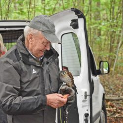 Die falknerei ist eine faszinierende Disziplin. Beim Waldfest konnte man die Interaktion von Mensch und Tier aus nächster Nähe erleben. Foto: Möller