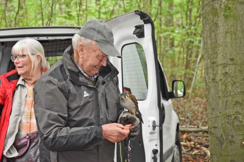 Die falknerei ist eine faszinierende Disziplin. Beim Waldfest konnte man die Interaktion von Mensch und Tier aus nächster Nähe erleben. Foto: Möller