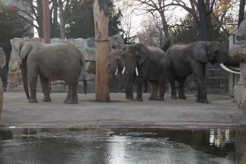 Die Elefantengruppe gemeinsam mit dem 33-jährigen Tembo (rechts). Foto: Steffen Dietrich