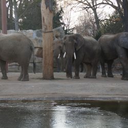 Vier Elefanten! »Neuling« Elefantenbulle Tembo (r.). Foto: Sd