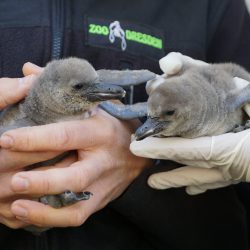 Jungvögel Humboldtpinguin. Foto: Kerstin Eckart (Zoo Dresden)