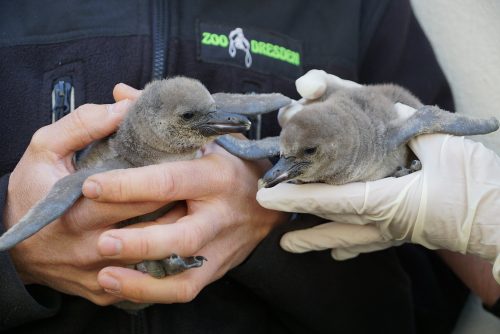 Jungvögel Humboldtpinguin. Foto: Kerstin Eckart (Zoo Dresden)