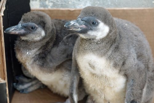 Junge Humboldtpinguine. Foto: Zoo Dresden