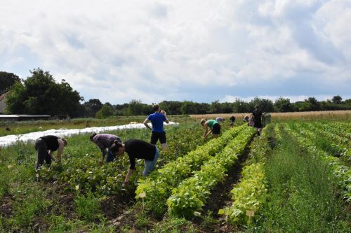 Mitmachtag auf dem Schellehof. Foto: Solawi