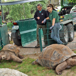 Mit Unterstützung eines Traktors wurden die Riesenschildkröten aus dem Winterquartier des Zoos in die Außenanlage gebracht. Foto: Christin Berndt/Zoo Dresden