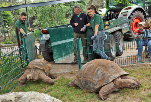 Mit Unterstützung eines Traktors wurden die Riesenschildkröten aus dem Winterquartier des Zoos in die Außenanlage gebracht. Foto: Christin Berndt/Zoo Dresden