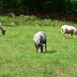 Viel Platz für Schafe, Ziegen und Schweine. Foto: Trache