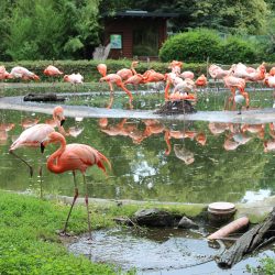 Flamingos im Zoo Dresden