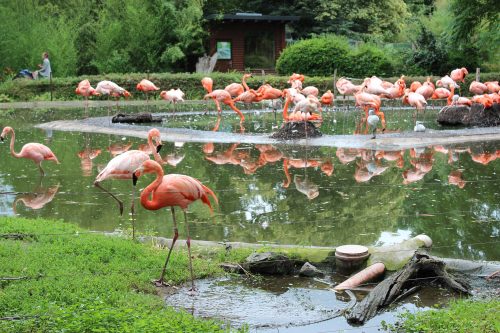 Flamingos im Zoo Dresden