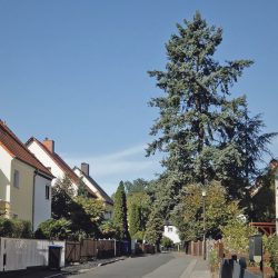 Der amerikanische Erfinder und Hochschullehrer Samuel Finley Breese Morse ist Namensgeber für den am Baumwiesenweg beginnenden Morseweg. Foto: Brendler