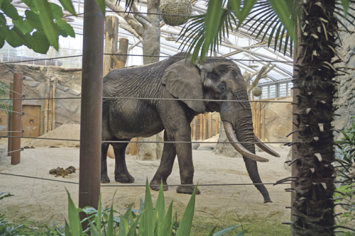 Ankunft in Dresden. Foto: Zoo Dresden