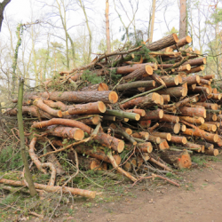 Im vergangenen Jahr mussten im Waldpark Blasewitz rund 750 abgestorbene Bäume gefällt werden. Foto: Pohl