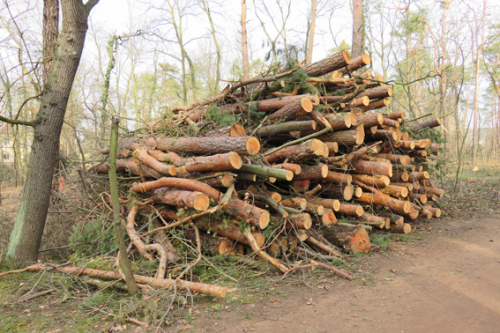 Im vergangenen Jahr mussten im Waldpark Blasewitz rund 750 abgestorbene Bäume gefällt werden. Foto: Pohl