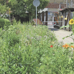 Sonnenblume, Ringelblume, Mohn und viele andere Pflanzen haben in dem künstlerischen Projektgarten von Ulrike Mohr eine neue Heimat gefunden.Foto: Pohl
