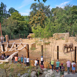 Die Außenanlage für die Elefanten hat sich verdoppelt. Foto: Zoo Dresden