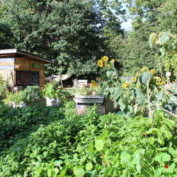 An der Haydnstraße soll ein neuer Park entstehen. Derzeit wird ein Teil der Fläche von Freizeitgärtnern genutzt. Foto: Pohl