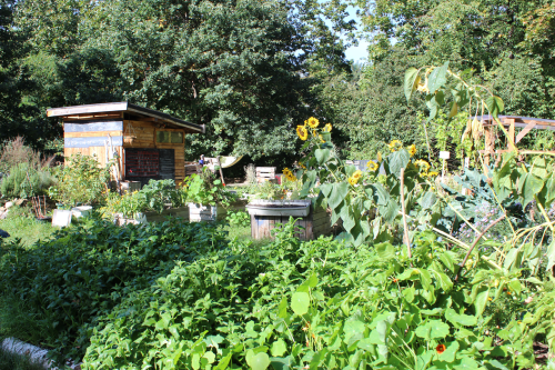 An der Haydnstraße soll ein neuer Park entstehen. Derzeit wird ein Teil der Fläche von Freizeitgärtnern genutzt. Foto: Pohl