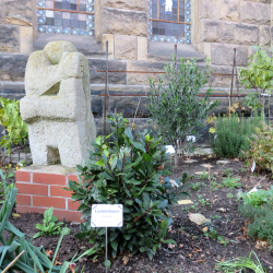 Lorbeerbaum, Heiligenkraut oder Jakobsleiter – wie sehen Pflanzen aus, die in der Bibel vorkommen? Das kann man sich im Bibelgarten an der Versöhnungskirche in Striesen ansehen, der in diesem Jahr entstanden ist. Auf kleinen Schildern sind neben dem Namen auch Verweise auf Textstellen in der Bibel dokumentiert. Foto: Pohl