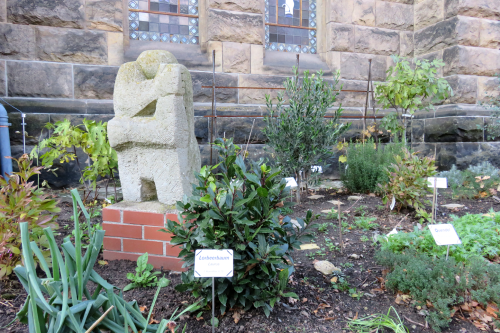 Lorbeerbaum, Heiligenkraut oder Jakobsleiter – wie sehen Pflanzen aus, die in der Bibel vorkommen? Das kann man sich im Bibelgarten an der Versöhnungskirche in Striesen ansehen, der in diesem Jahr entstanden ist. Auf kleinen Schildern sind neben dem Namen auch Verweise auf Textstellen in der Bibel dokumentiert. Foto: Pohl