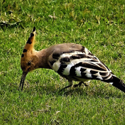 Wiedehopf (Upupa epops). Foto Pixabay.com